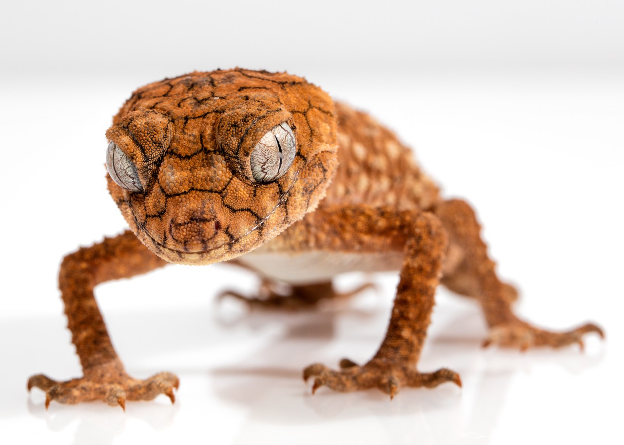 Image - gecko rough knob centralian lizard