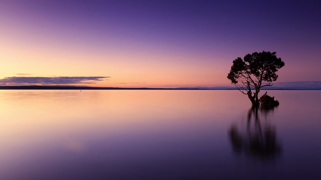 Image - sunset tree water silhouette