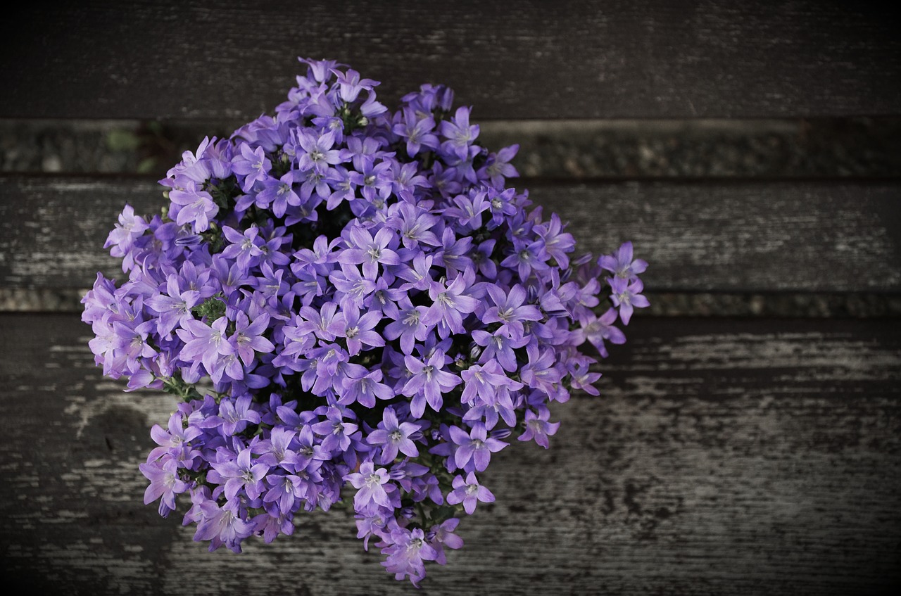 Image - arrangement blue flowers flower
