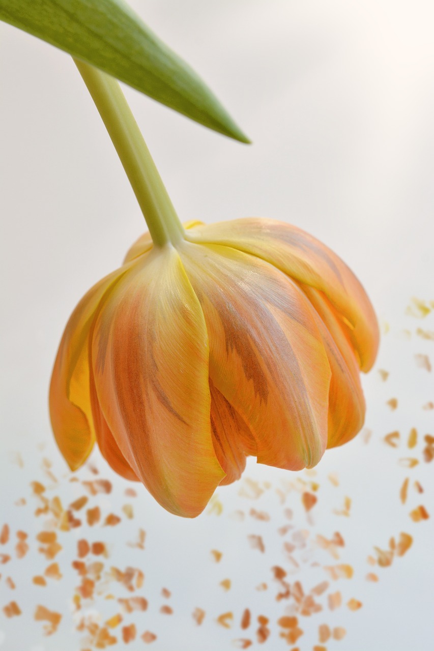 Image - flower tulip orange blossom bloom