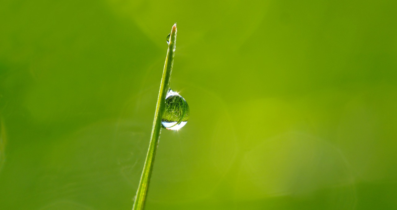 Image - plant nature live