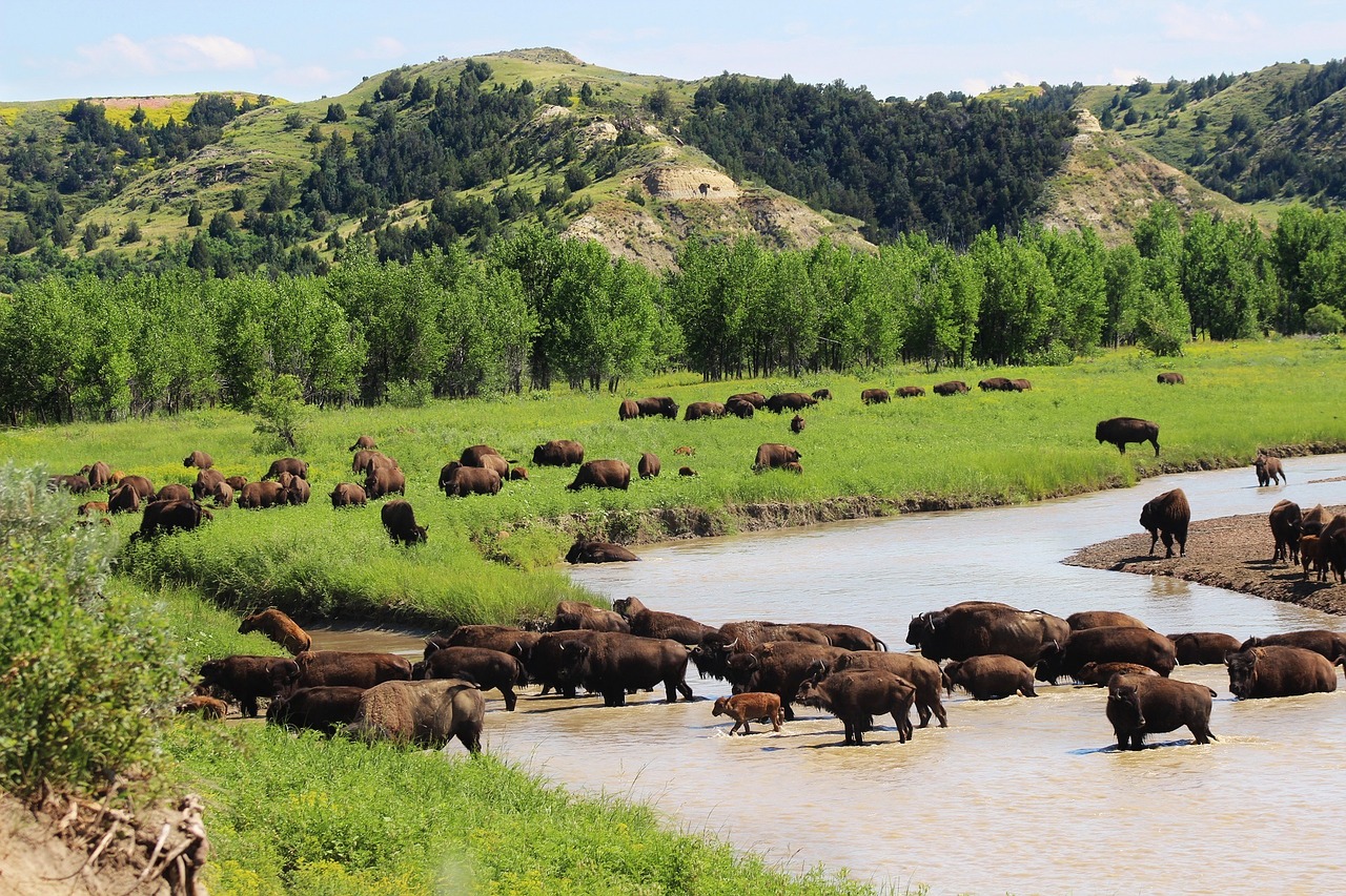 Image - bison buffalo herd river walking