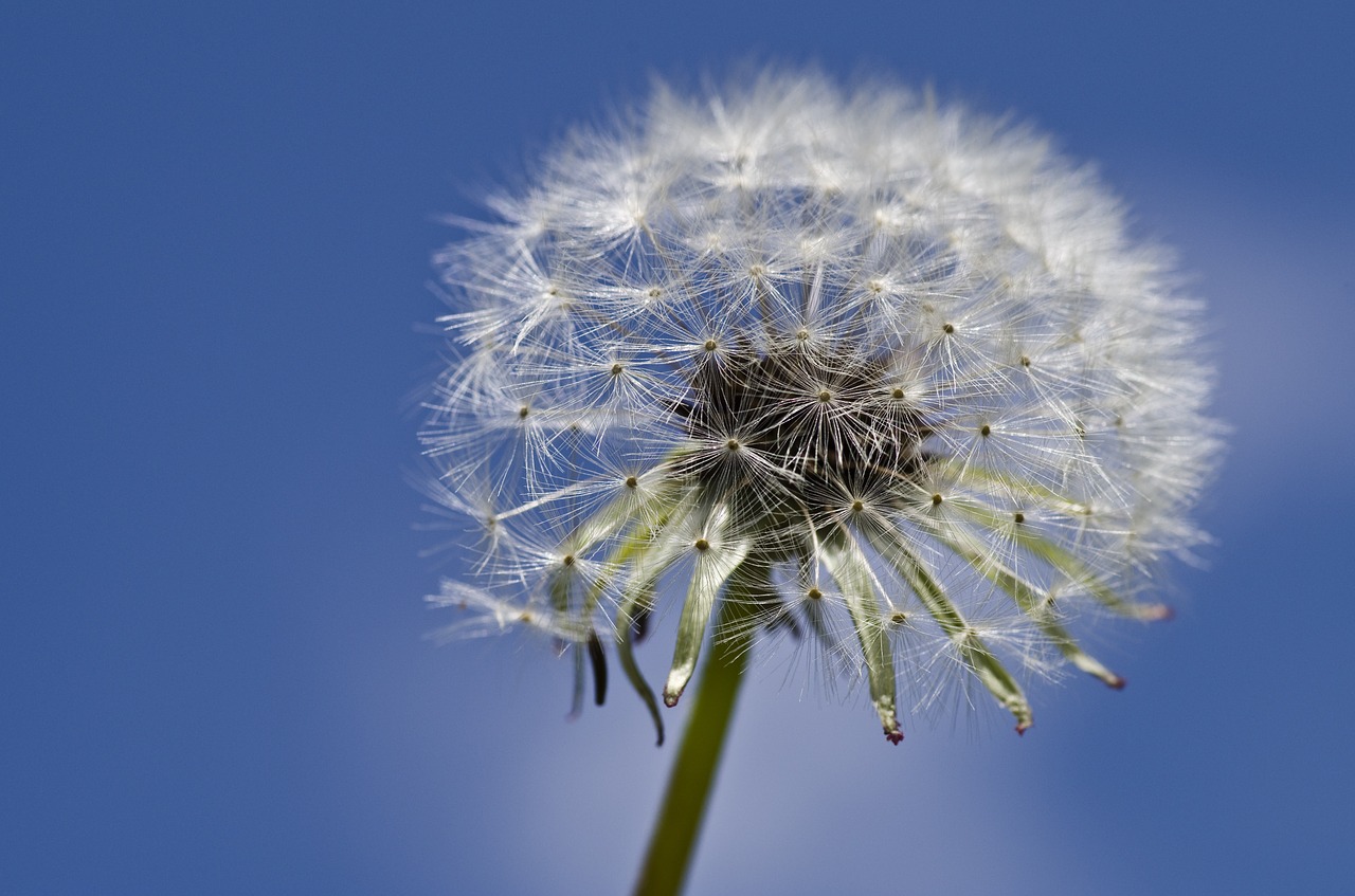 Image - dandelion close spring nature