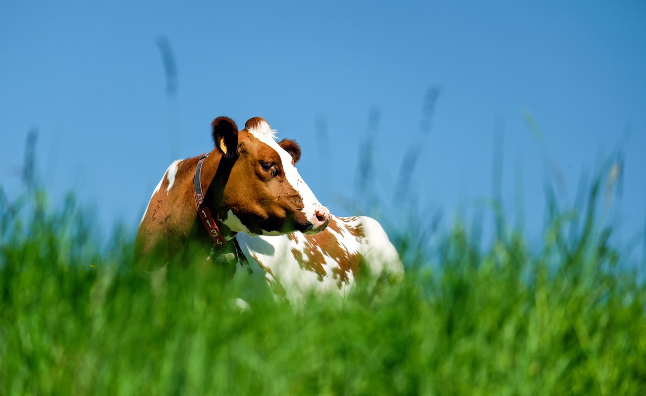 Image - cow animal brown white pasture sun