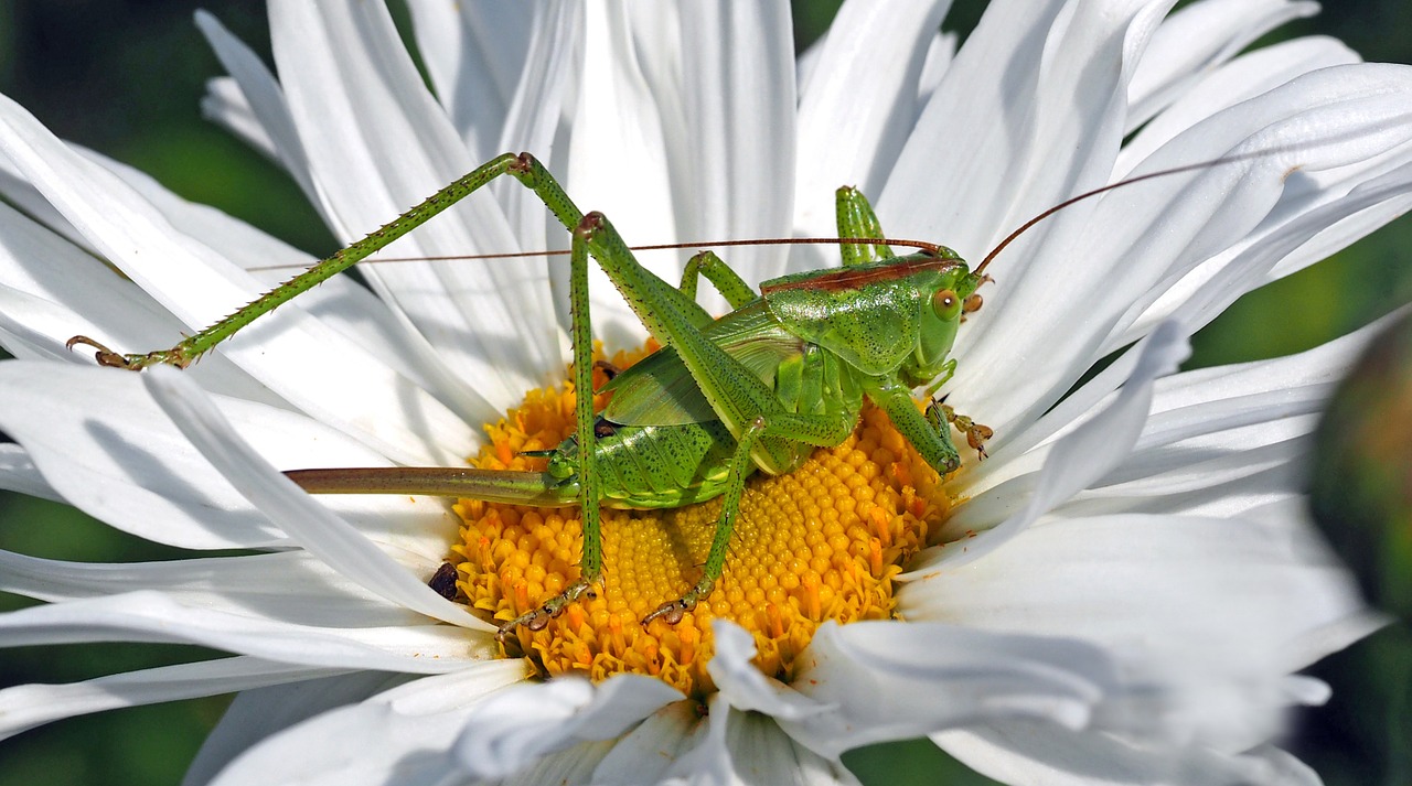 Image - insect nature live