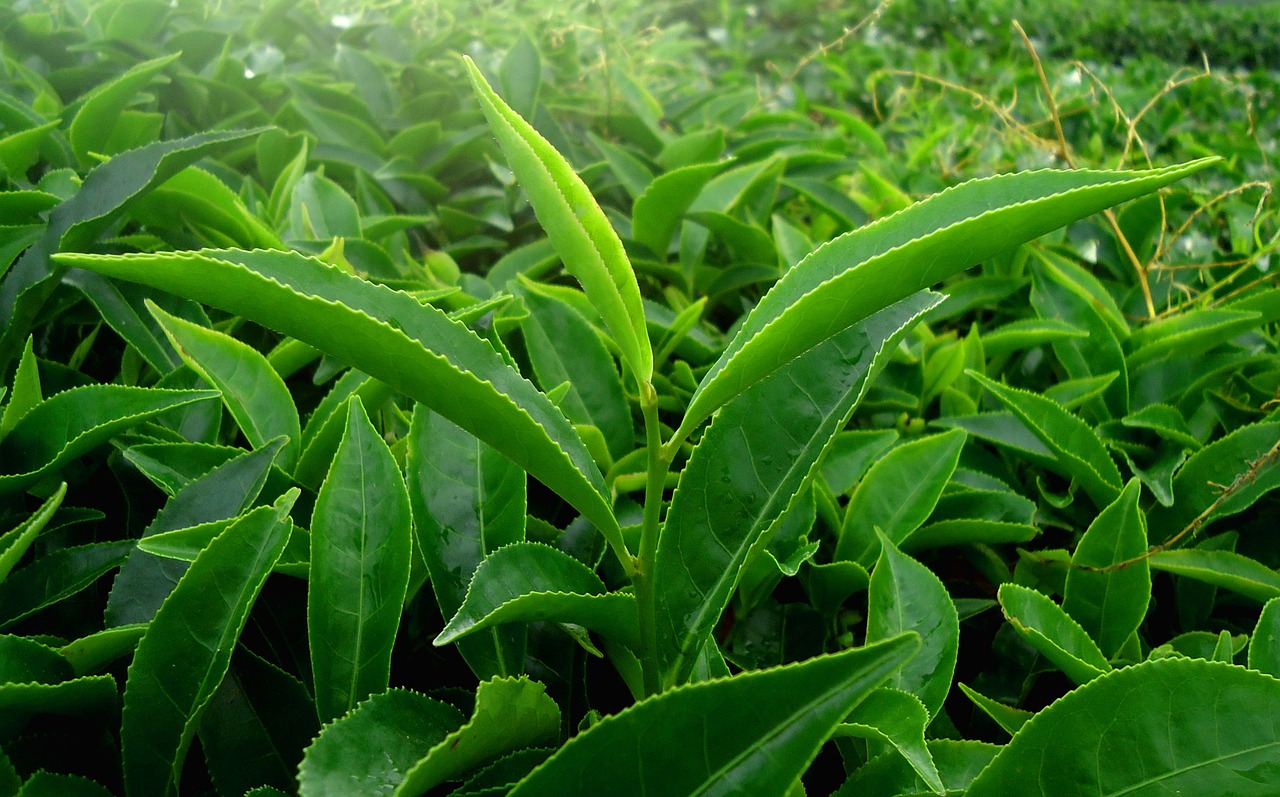Image - leaf green nature tea kerala