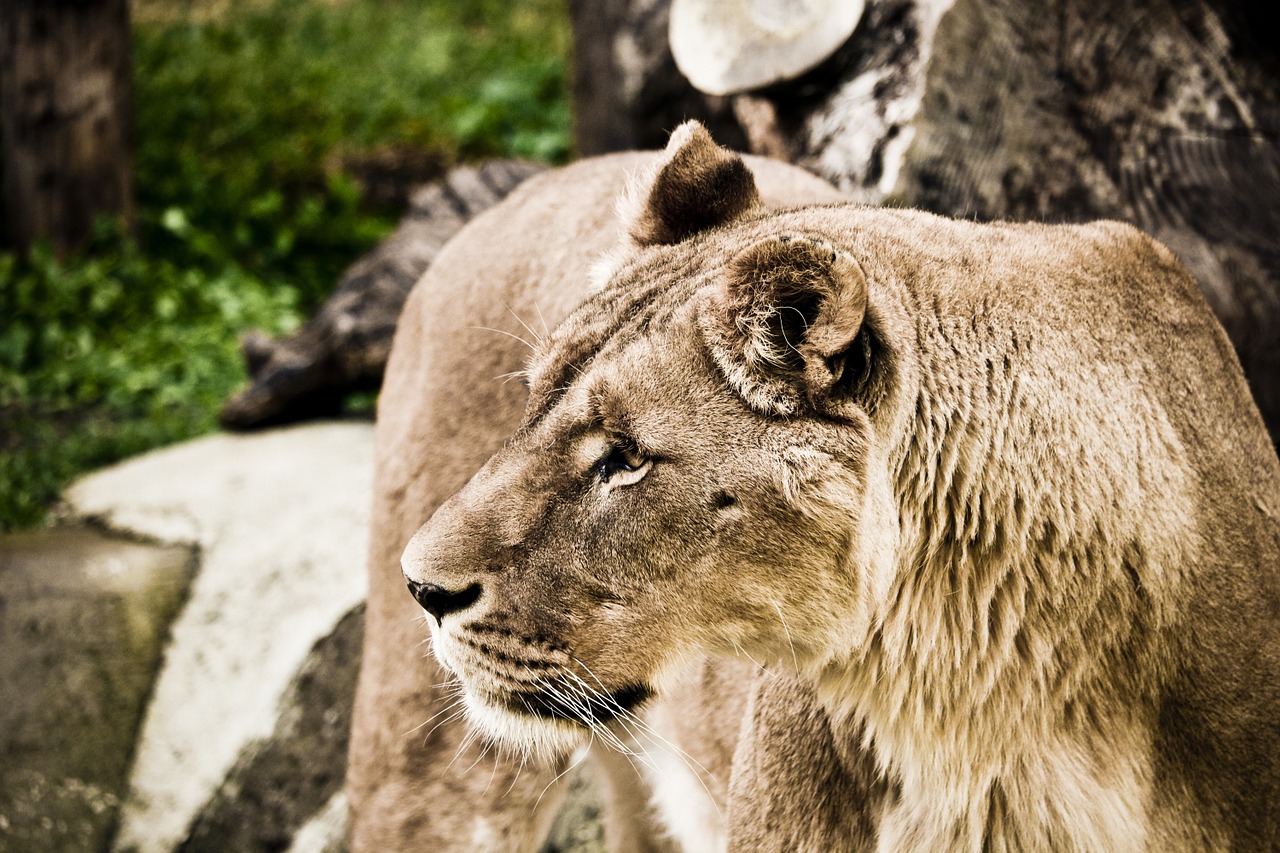 Image - leo zoo nature feline felines