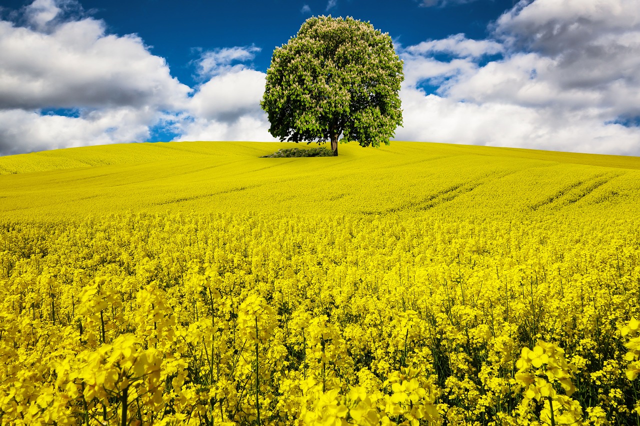 Image - spring oilseed rape rape blossom