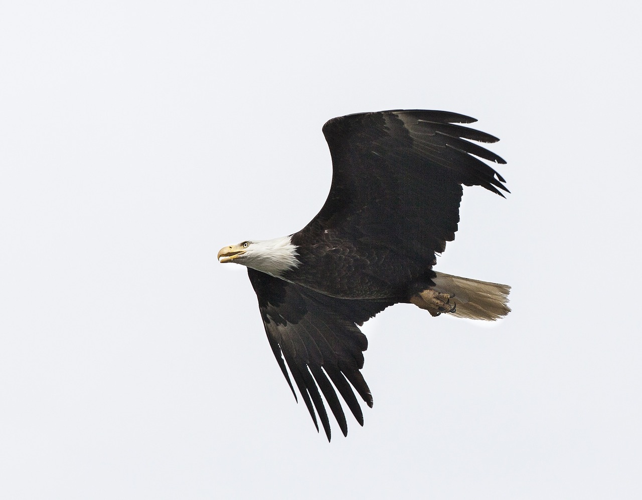 Image - bald eagle soaring bird raptor