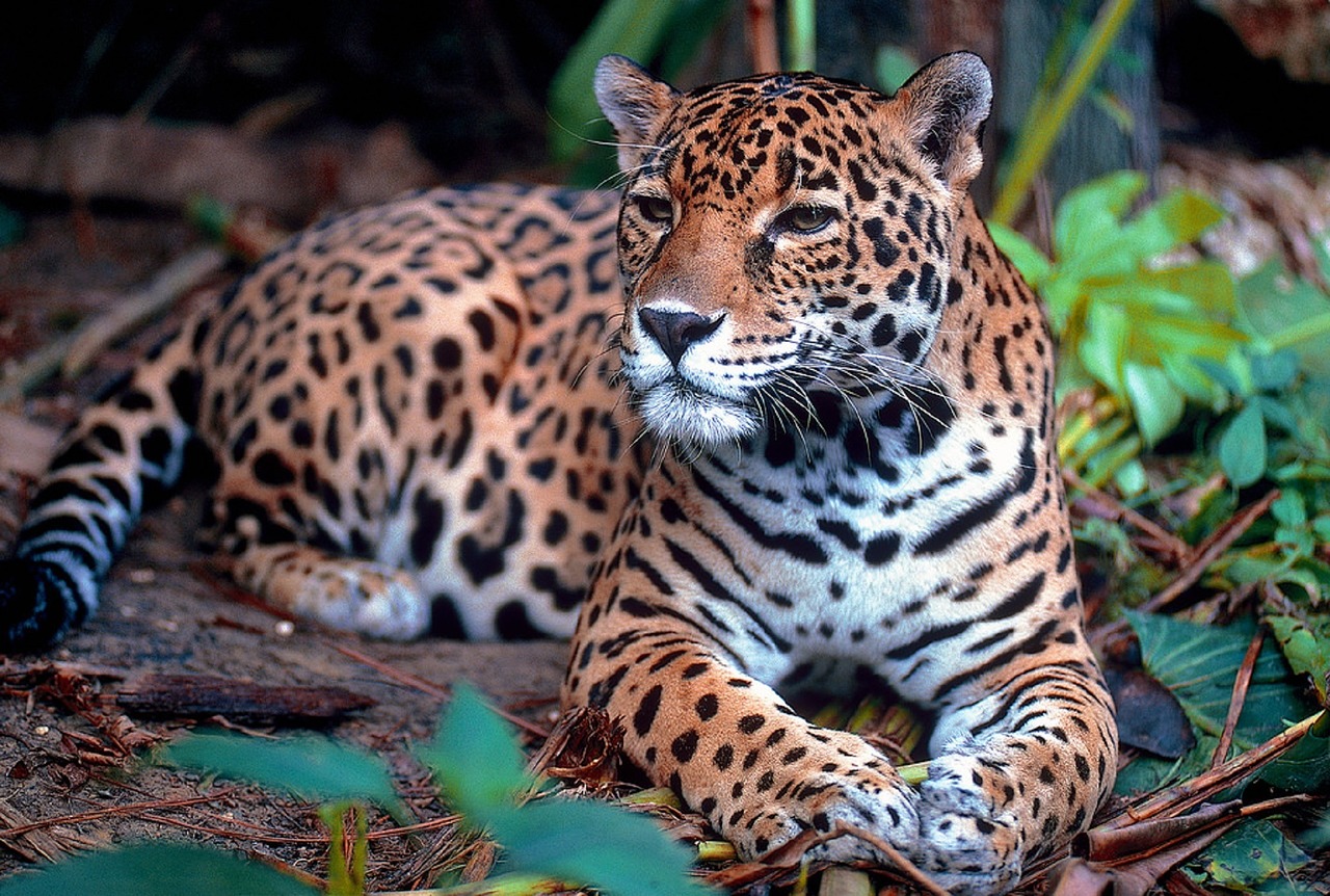 Image - jaguar big cat carnivore feline