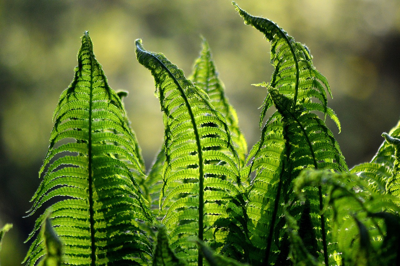 Image - fern ferns green nature foliage