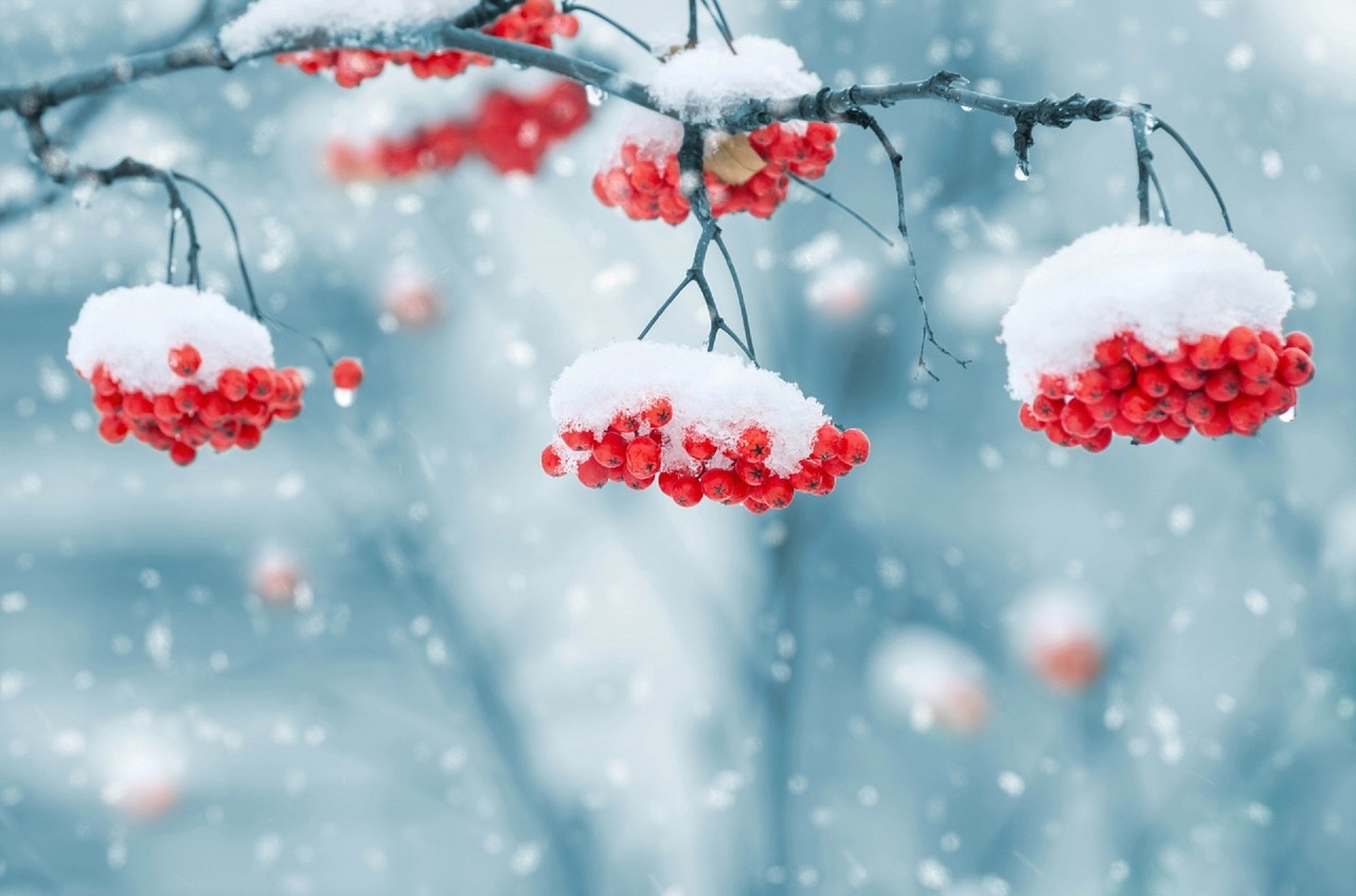 Image - snow on berries winter landscape