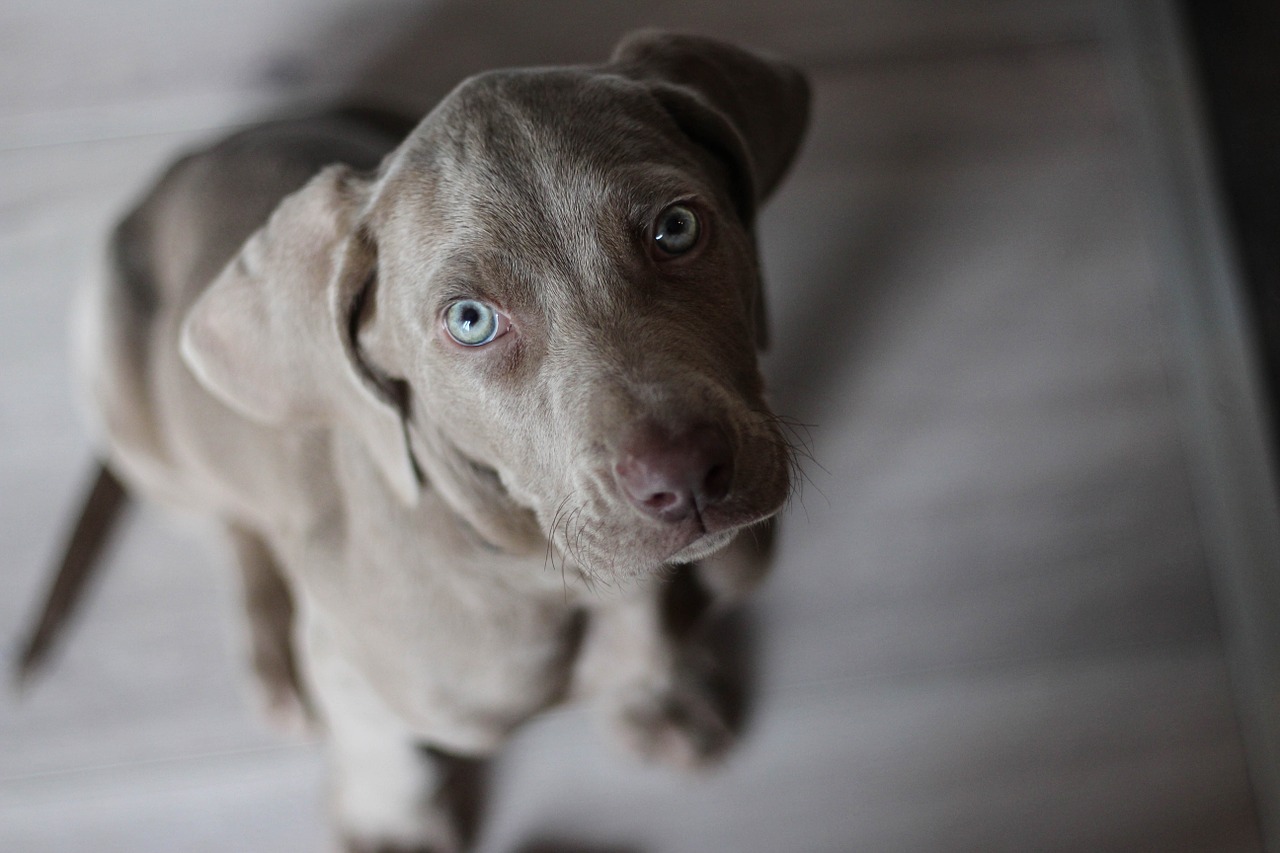 Image - weimaraner puppy snout dog grey