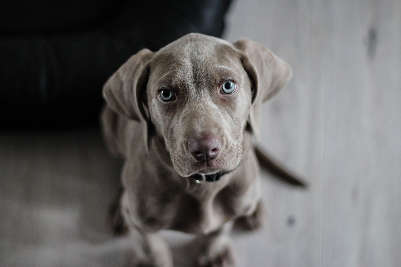 Image - weimaraner puppy dog snout