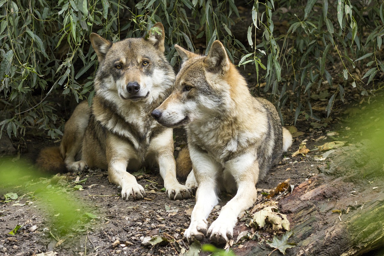 Image - wolf canis lupus european wolf