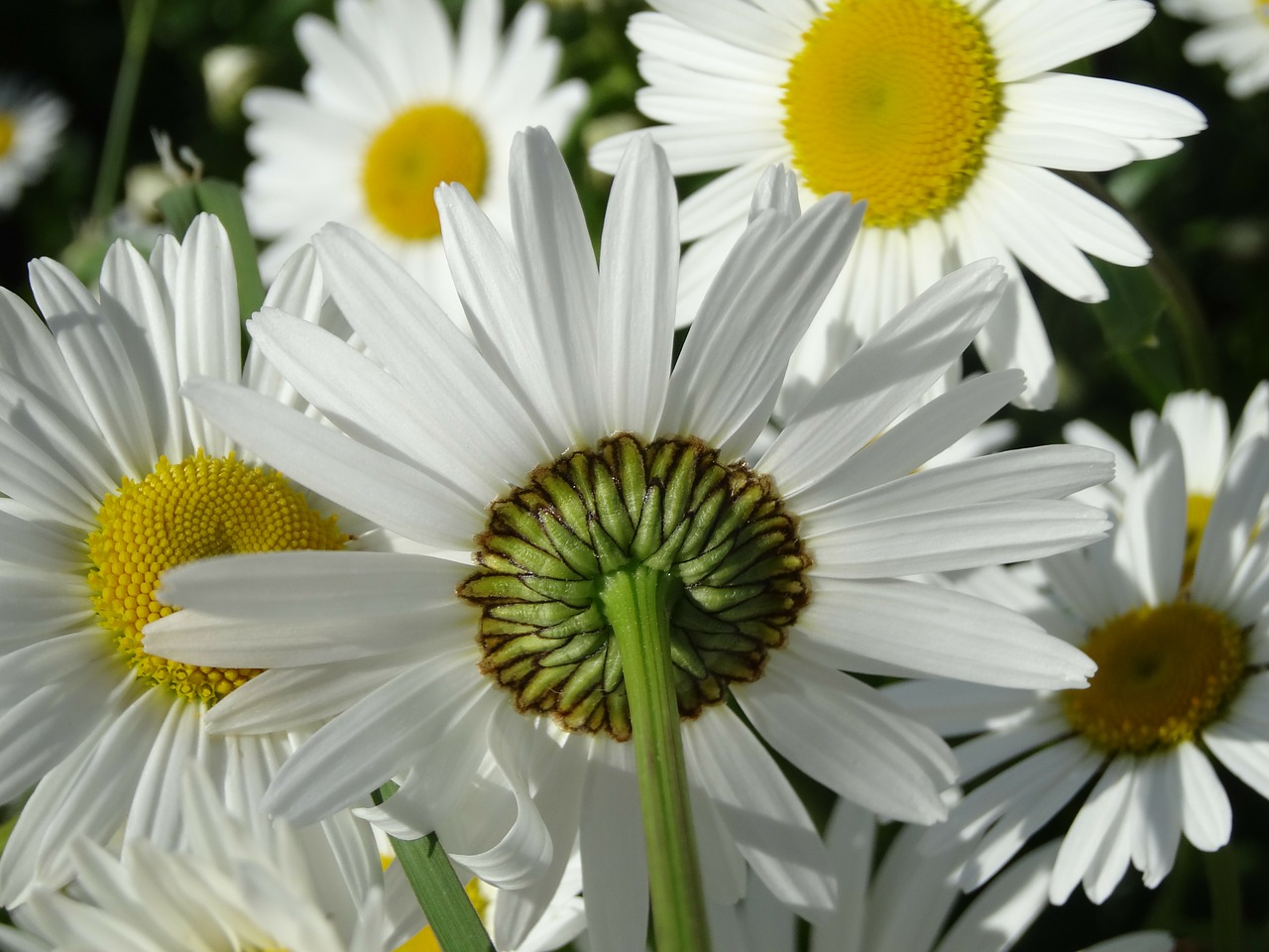 Image - daisy flowers meadow summer meadow