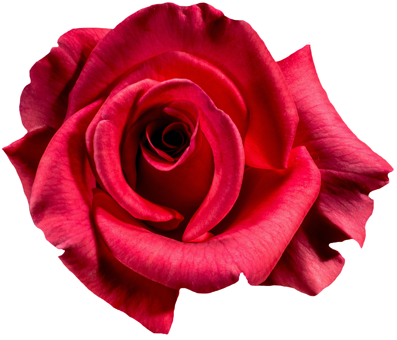 Image - rose red blossom bloom flower