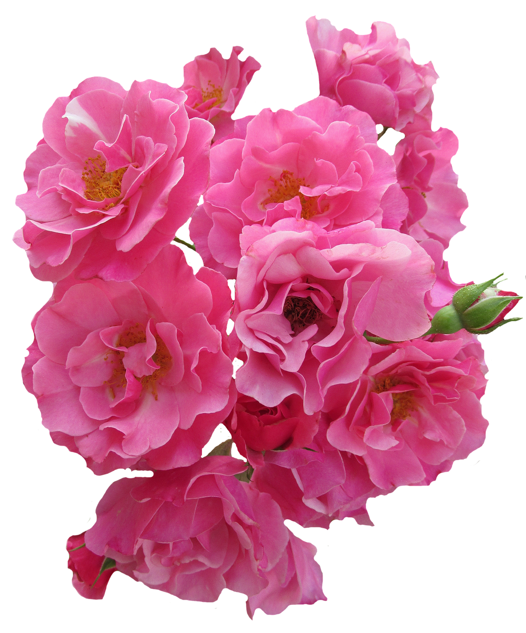 Image - roses pink flowers garden roses