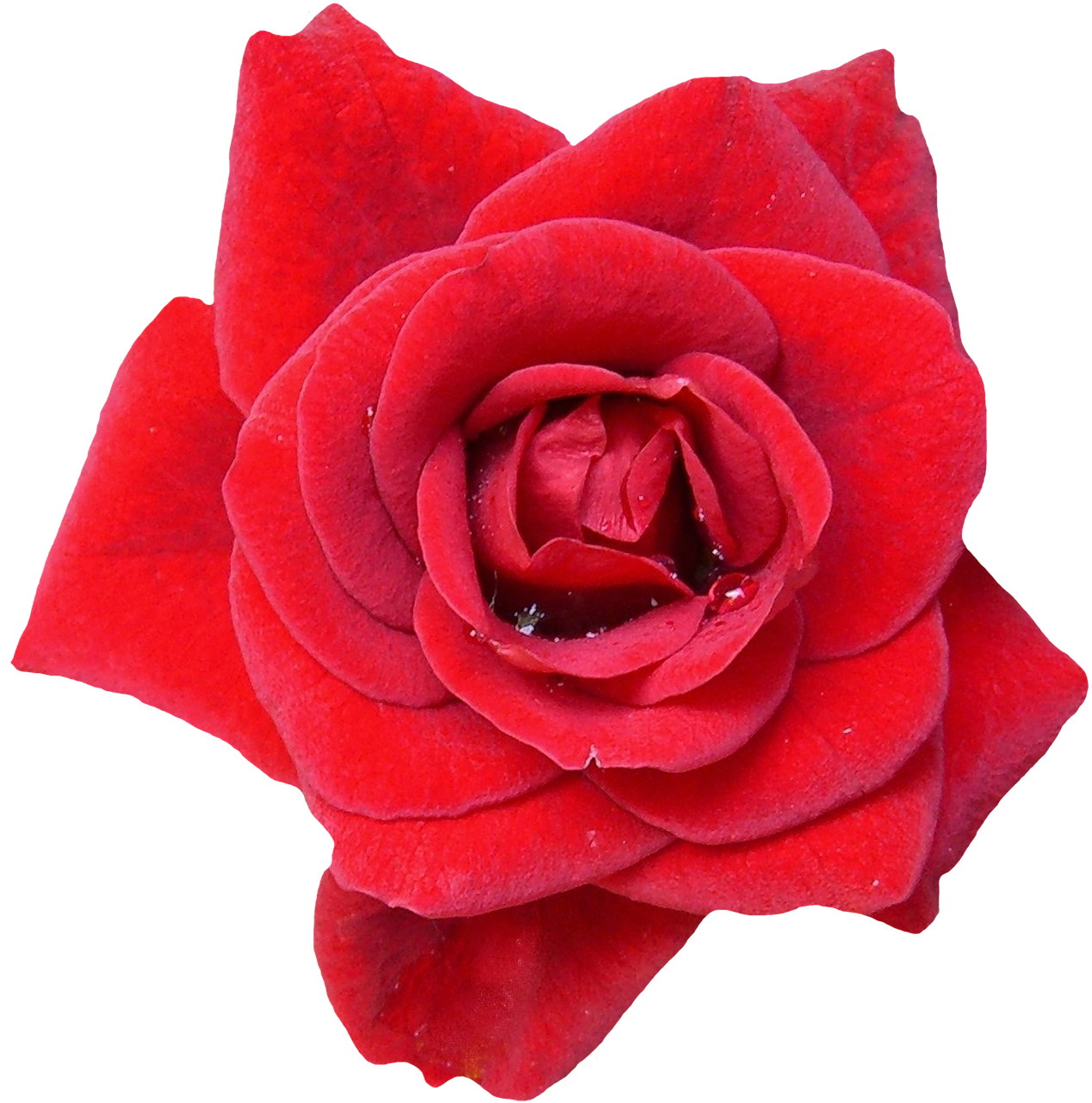 Image - rose red blossom bloom flowers