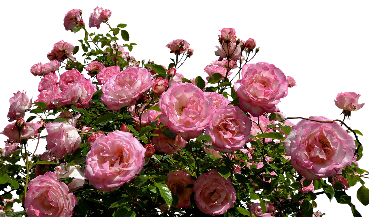 Image - roses pink bush flowers garden