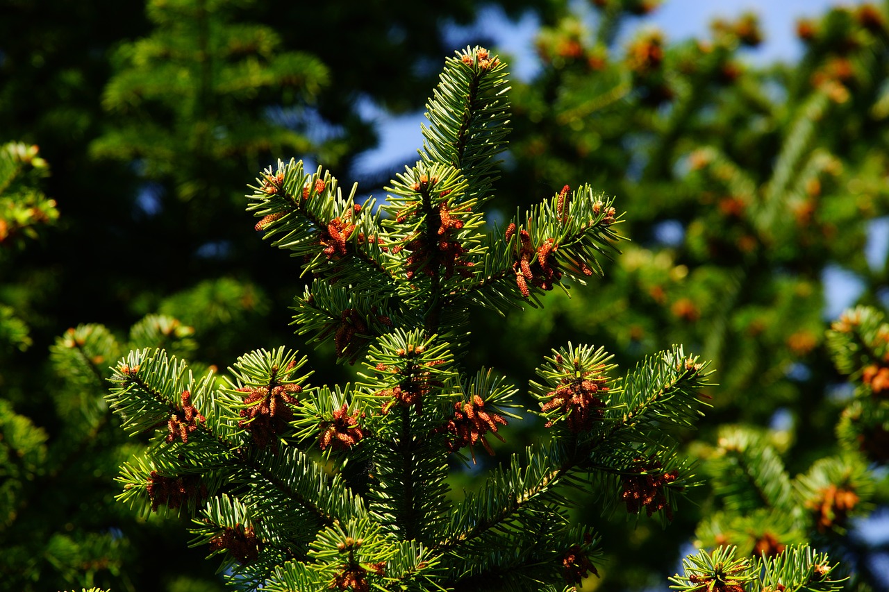 Image - pine needles tap periwinkle branch