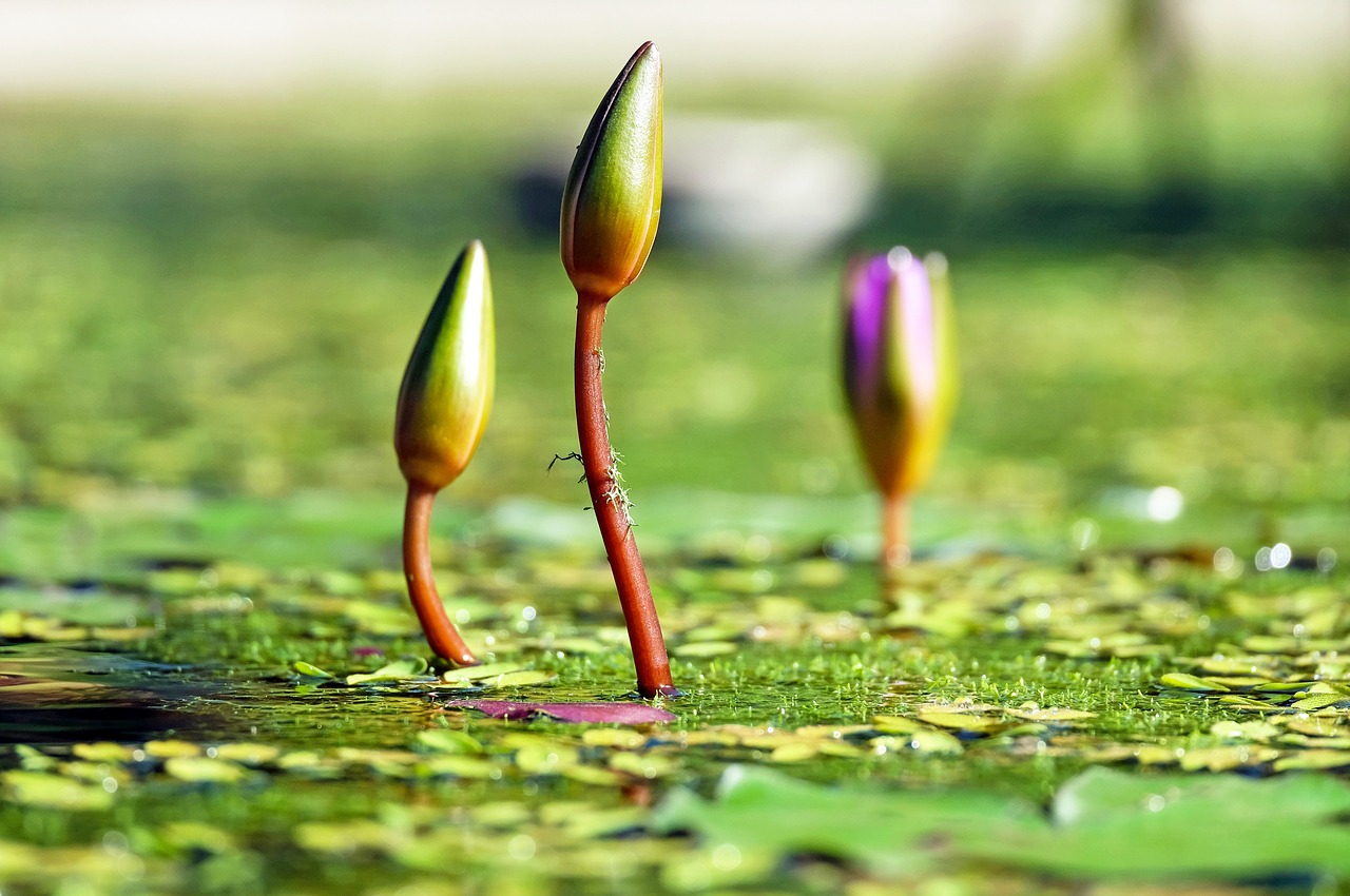 Image - water lilies bud pond green water