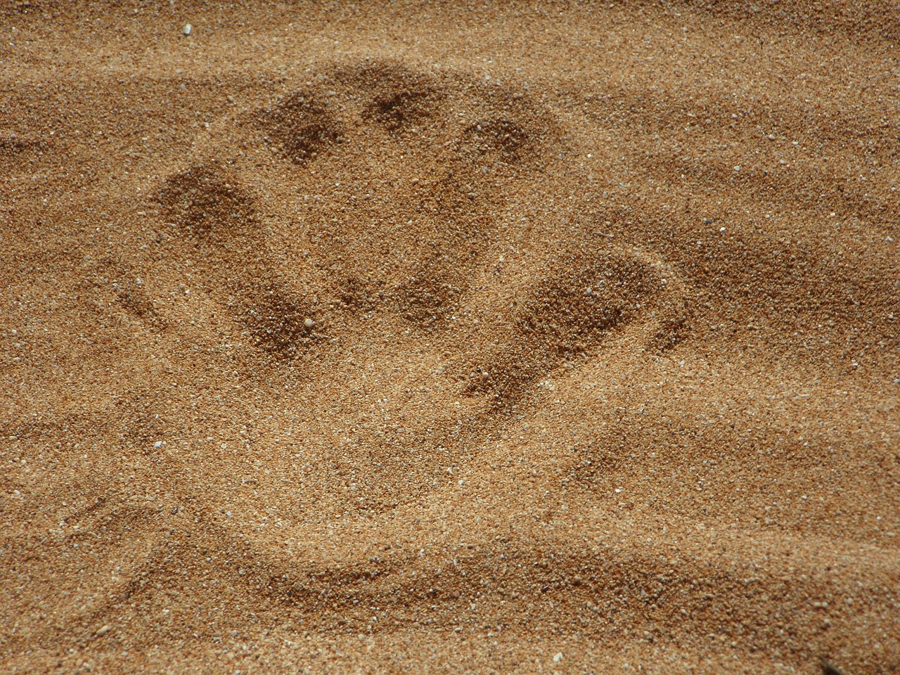 Image - sand beach reprint hand handprint