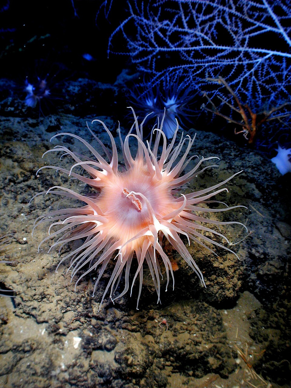 Image - anemone sea life sea ocean water