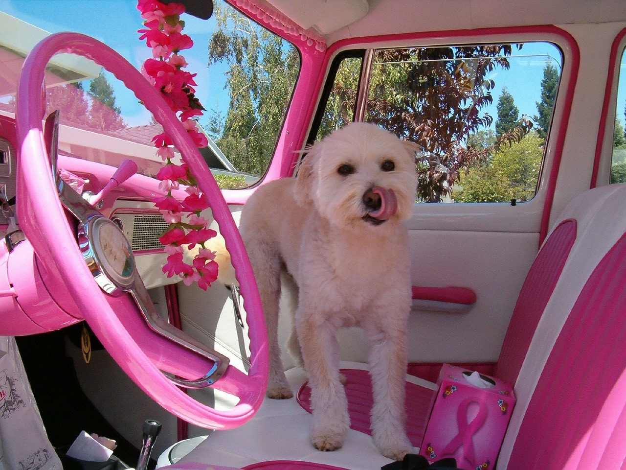 Image - pink car dog vehicle automobile