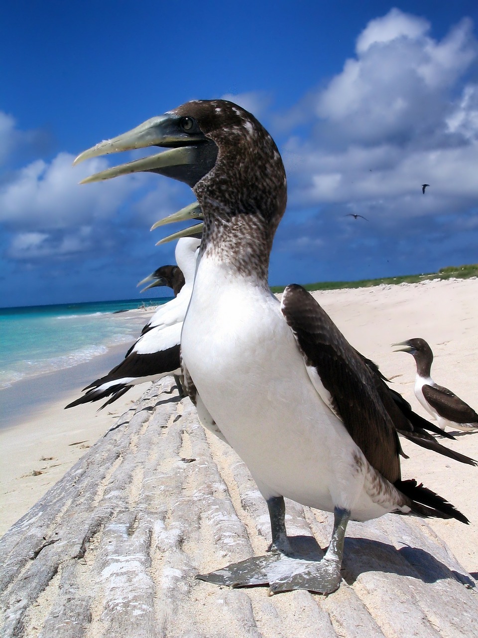 Image - masked booby bird birds beach sea