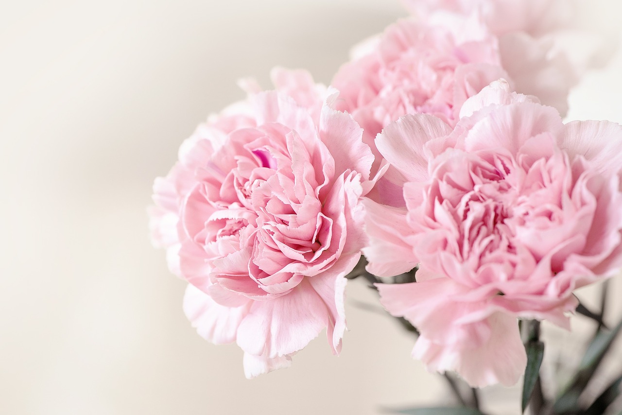 Image - flowers cloves pink carnation pink