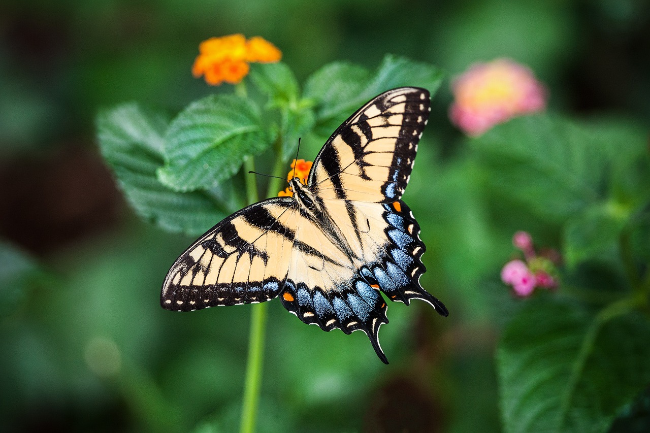 Image - butterfly summer flower green