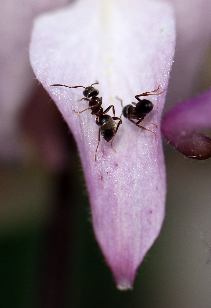Image - ant macro closeup orlik ants