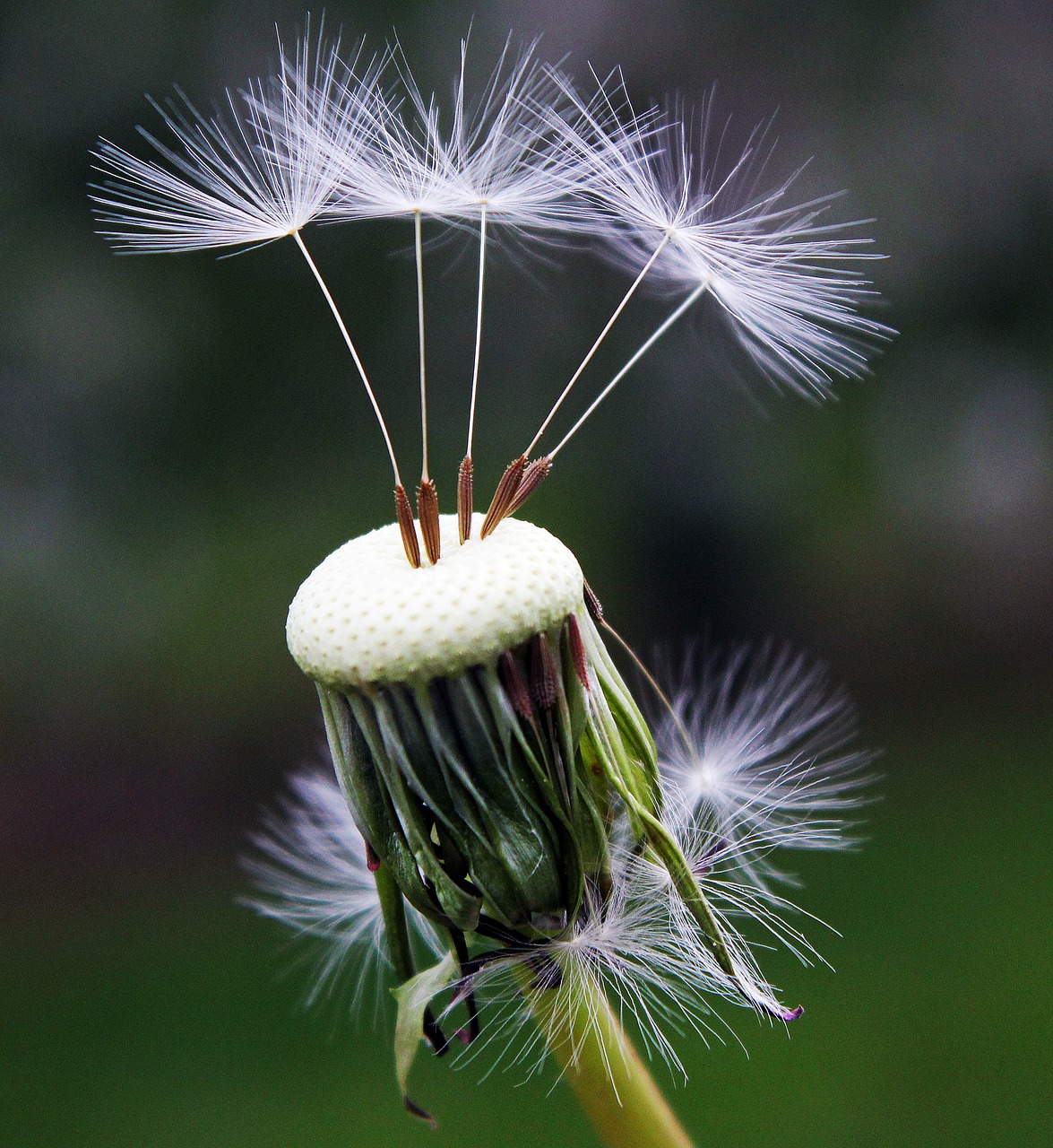 Image - dandelion seeds nature spring