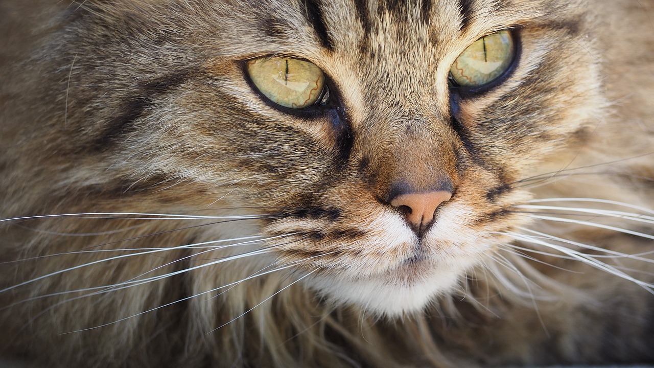 Image - cat portrait kitten cute animal