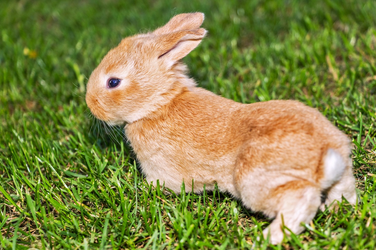Image - rabbit bunny pet grass pets