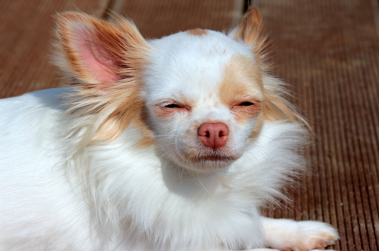 Image - chihuahua dog long hair chihuahua