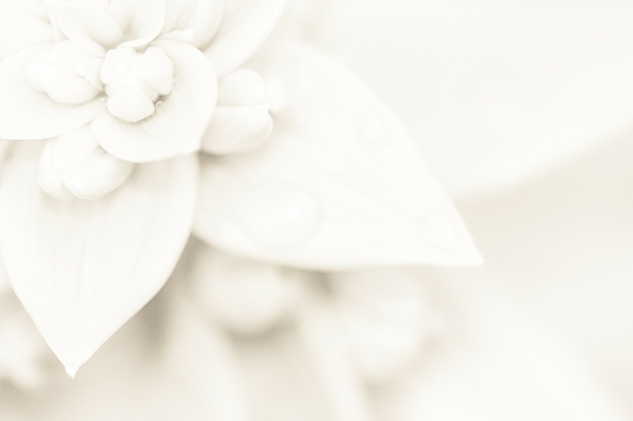 Image - light wedding lily background