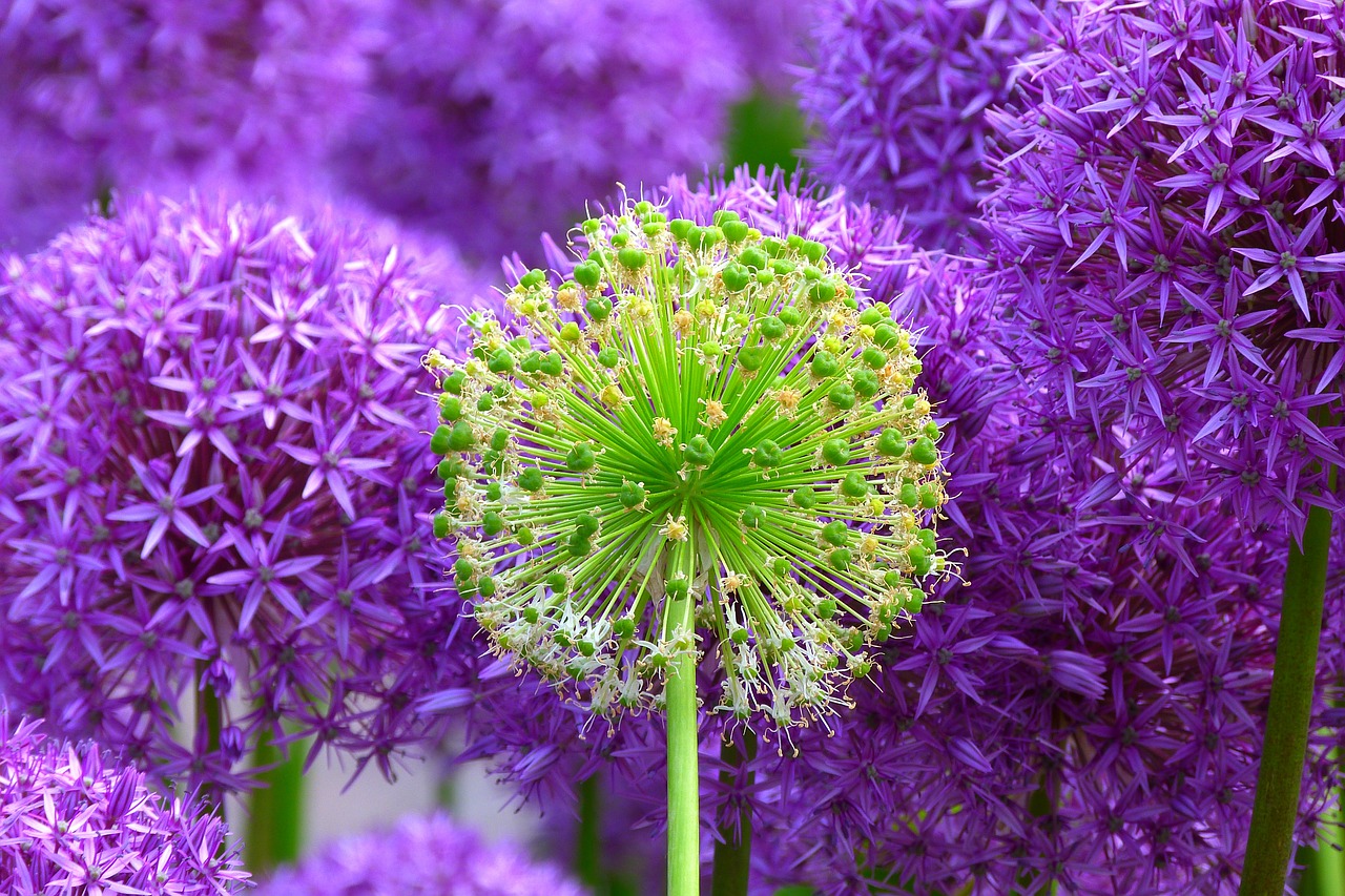 Image - blossom bloom plant flowers purple