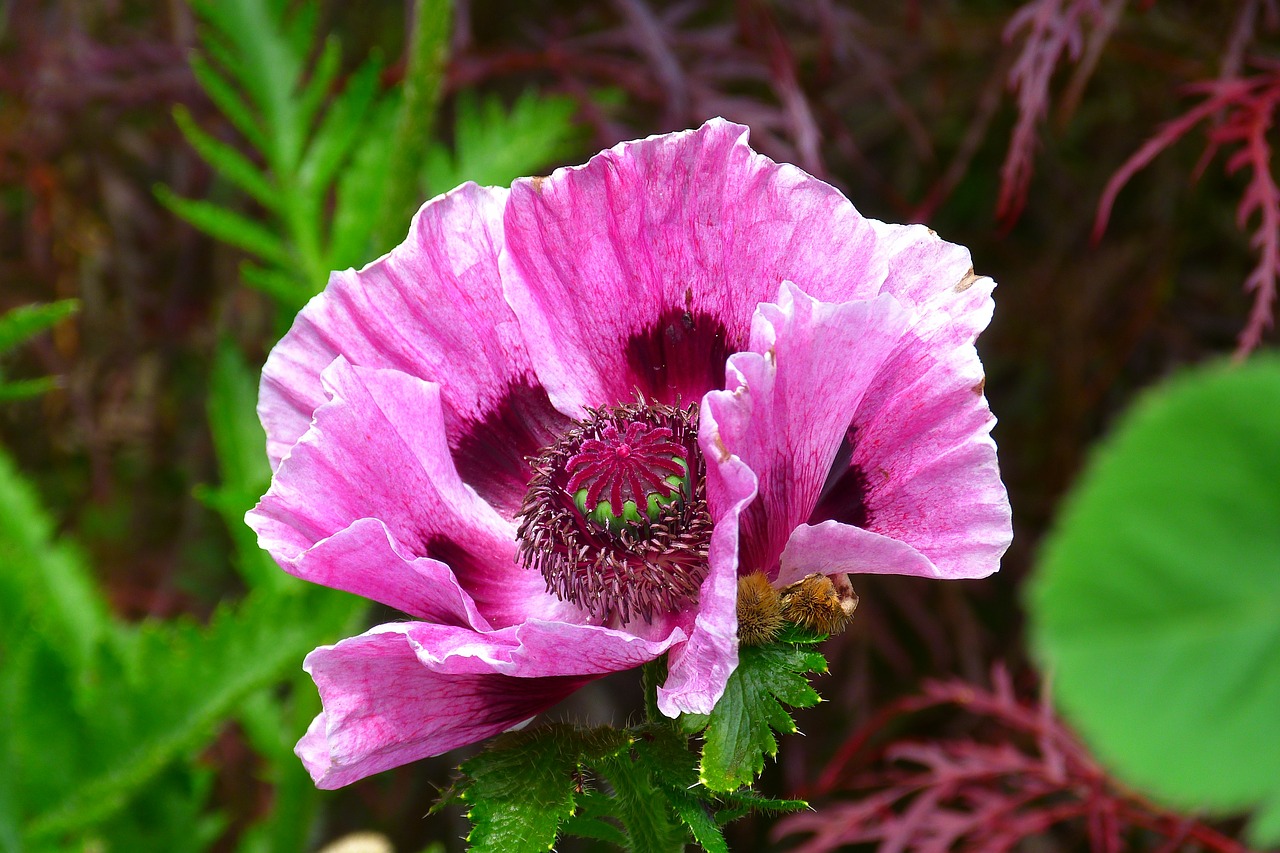 Image - poppy pink poppy wildflowers