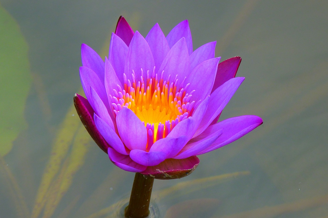 Image - water lily aquatic plant nature