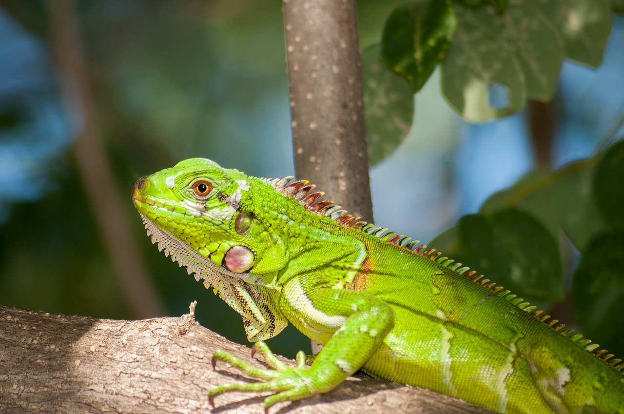 Image - iguana reptile wildlife nature