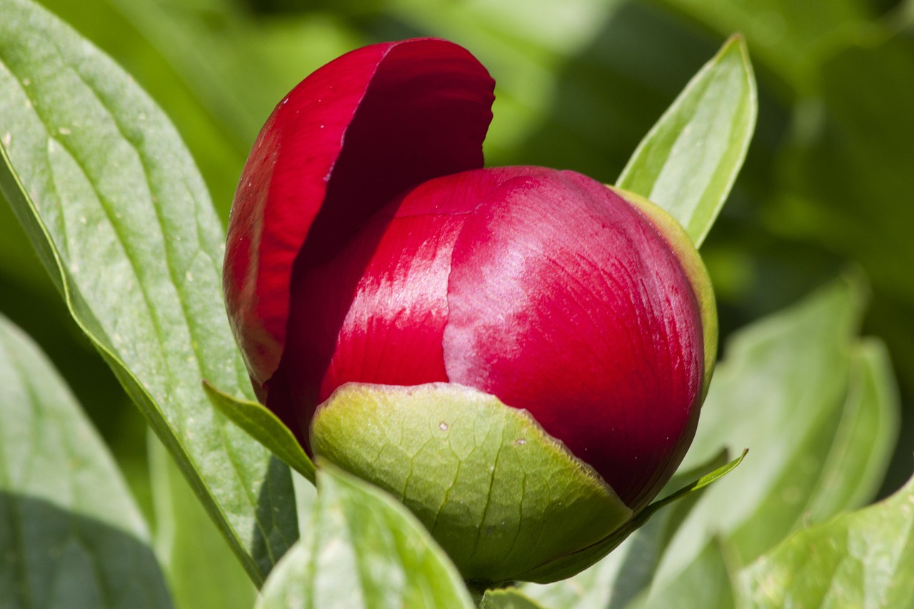 Image - peony flower nature flora spring