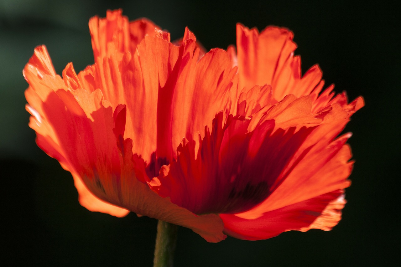 Image - ornamental poppies half rosette plant