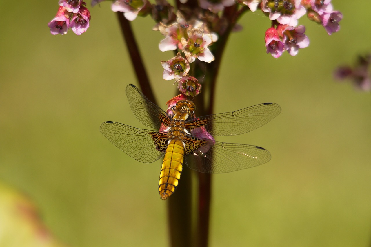 Image - dragonfly wings golden insect wing