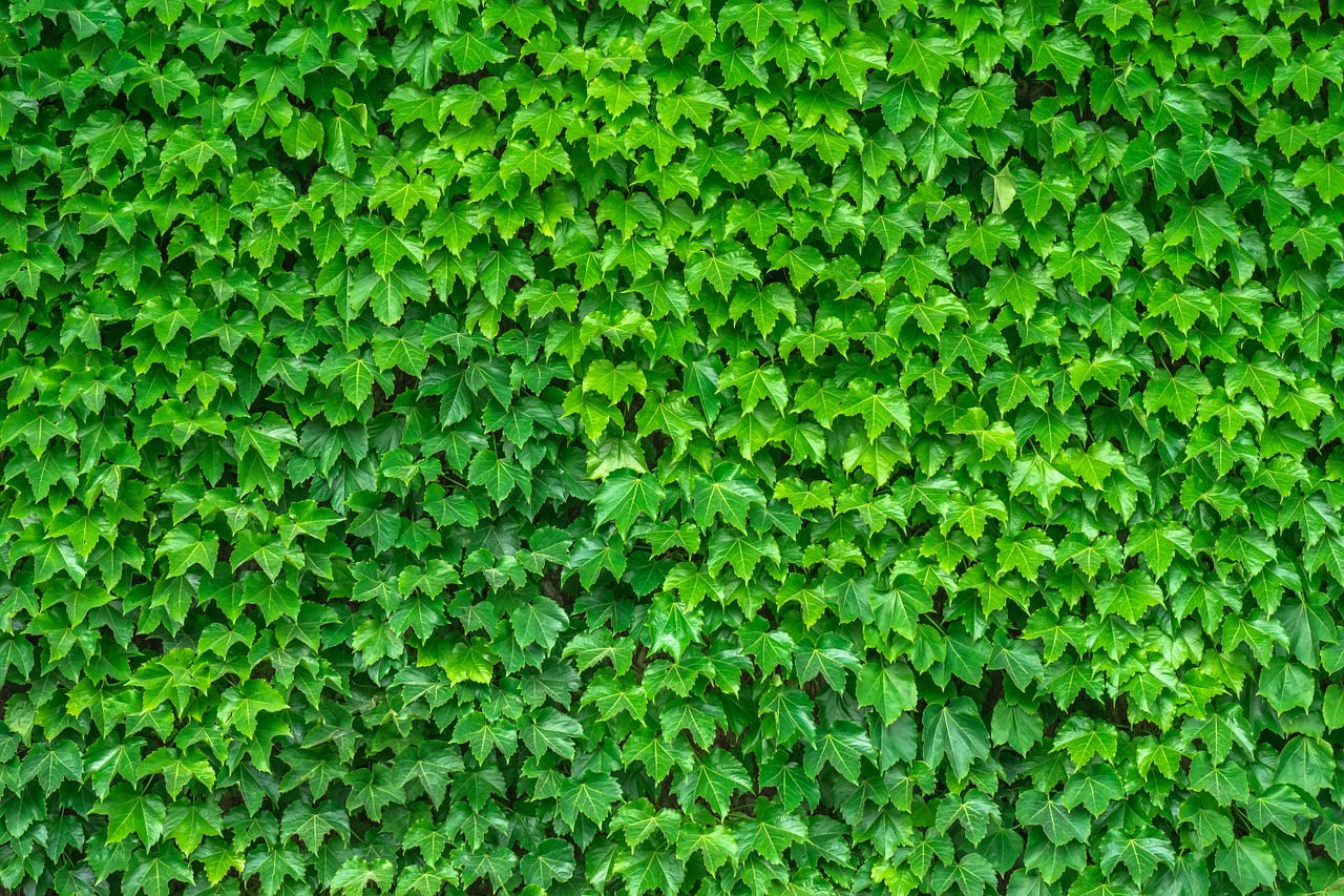 Image - ivy vine the leaves plants