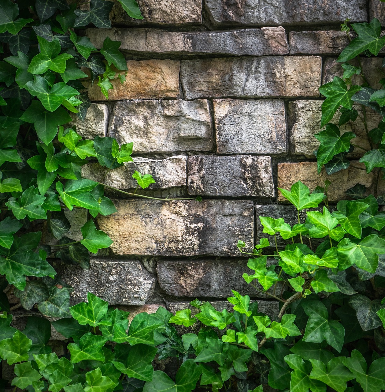 Image - ivy vine the leaves plants