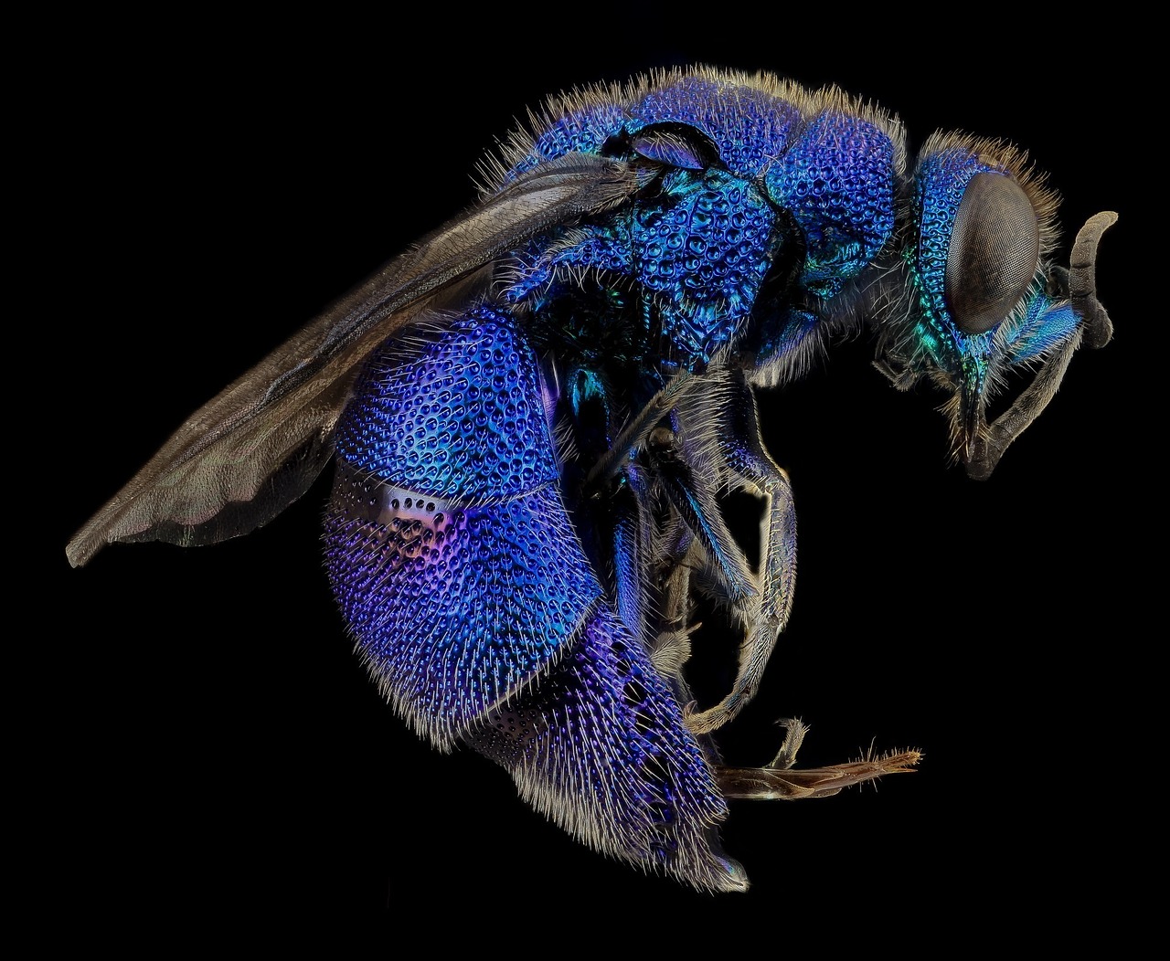 Image - cuckoo wasp macro mounted