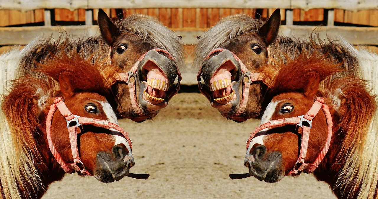 Image - horses play funny animal pony
