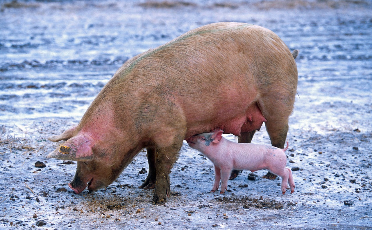 Image - pig sow piglet nursing animals